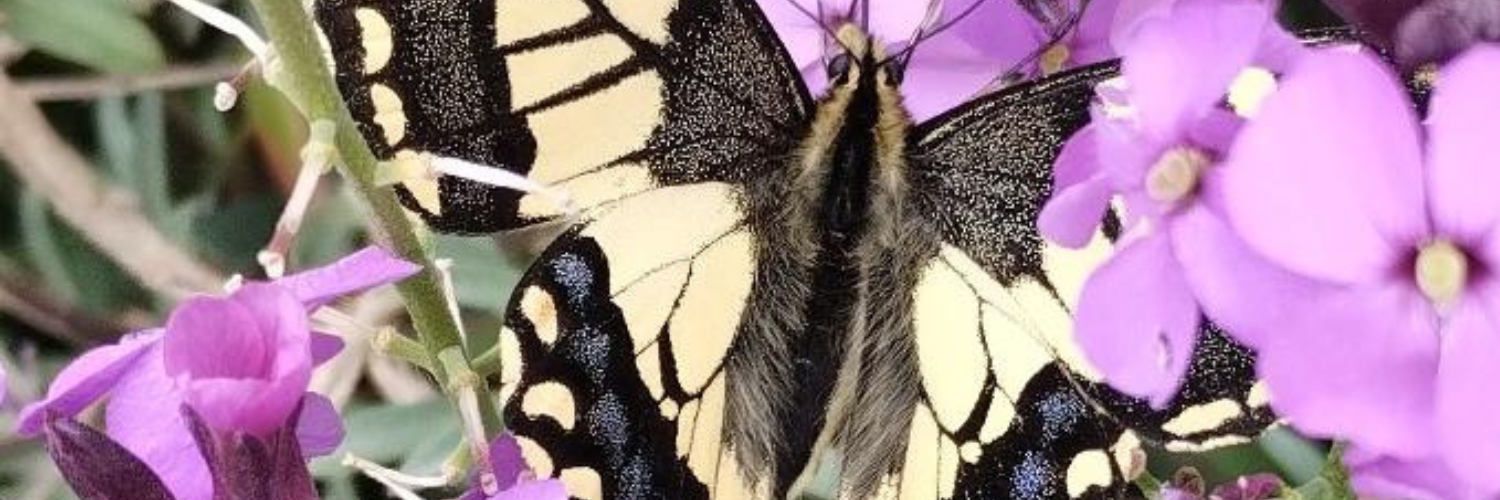 A swallow-tail butterfly sitting on a purple flower