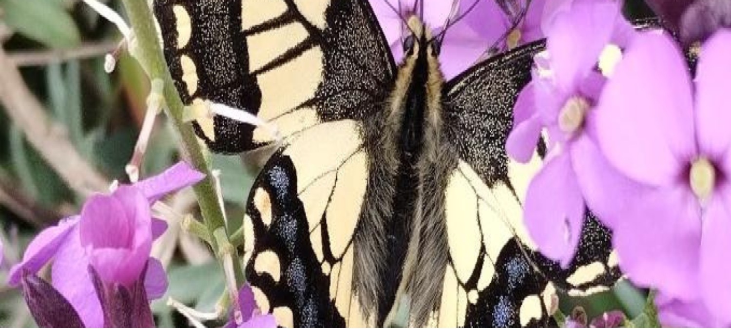 Butterfly
